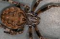 Larinioides_sclopetarius_D3902_Z_88_Badhoevedorp_Nederland