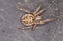 Larinioides_sclopetarius_D4285_Z_85_Waterleidingduinen_Nederland