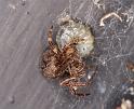 Larinioides_sclopetarius_D4287_Z_90_Waterleidingduinen_Nederland