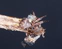 Larinioides_sclopetarius_D4288_Z_85_Waterleidingduinen_Nederland