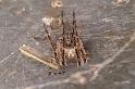 Larinioides_sclopetarius_D4586_Z_84_Waterleidingduinen_Nederland