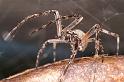 Larinioides_sclopetarius_D4587_Z_88_Waterleidingduinen_Nederland