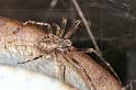 Larinioides_sclopetarius_D4588_Z_89_Waterleidingduinen_Nederland