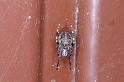 Larinioides_sclopetarius_D4617_Z_89_Waterleidingduinen_Nederland