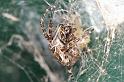 Larinioides_sclopetarius_D4729_Z_88_Waterleidingduinen_Nederland