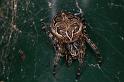 Larinioides_sclopetarius_D4730_Z_88_Waterleidingduinen_Nederland