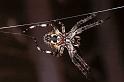 Larinioides_sclopetarius_F0078_Z_85_Waterleidingduinen_Nederland