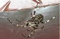 Larinioides_sclopetarius_F0079_Z_90_Waterleidingduinen_Nederland