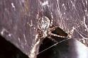 Larinioides_sclopetarius_F1476_Z_82_Waterleidingduinen_Nederland