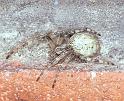Larinioides_sclopetarius_F2224_Z_78_Badhoevedorp_Nederland