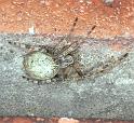 Larinioides_sclopetarius_F2225_Z_82_Badhoevedorp_Nederland