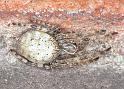 Larinioides_sclopetarius_F2226_Z_82_Badhoevedorp_Nederland