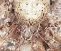 Larinioides_sclopetarius_F2227_Z_84_Badhoevedorp_Nederland