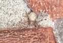 Larinioides_sclopetarius_F2228_Z_87_Badhoevedorp_Nederland