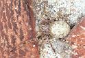 Larinioides_sclopetarius_F2230_Z_82_Badhoevedorp_Nederland