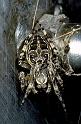 Larinioides_sclopetarius_P0220_Z_85_Waterleidingduinen_Nederland