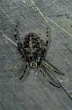 Larinioides_sclopetarius_P0221_Z_80_Waterleidingduinen_Nederland