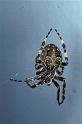 Larinioides_sclopetarius_P0240_Z_75_Waterleidingduinen_Nederland
