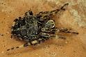 Larinioides_sclopetarius_P0257_Z_78_Waterleidingduinen_Nederland