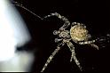 Larinioides_sclopetarius_P0341_Z_82_Badhoevedorp_Nederland