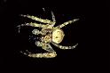Larinioides_sclopetarius_P0356_O_80_Waterleidingduinen_Nederland