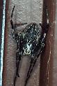 Larinioides_sclopetarius_RP0031_Z_90_Waterleidingduinen_Nederland
