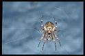 Larinioides_sclopetarius_RP0164_Z_75_Amsterdam-Slotervaart_Nederland
