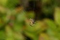 Mangora_acalypha_D5755_Z_85_Prattenburg_Nederland