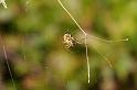 Mangora_acalypha_D5756_Z_86_Prattenburg_Nederland