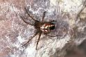 Mangora_acalypha_F1308_Z_78_Laprade_Frankrijk