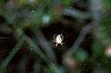 Mangora_acalypha_F1388_Z_75_Montolieu_Frankrijk