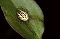 Mangora_acalypha_P0687_Z_75_Soube_Frankrijk