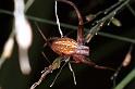 Neoscona_ZZ088_RF0359_Z_78_Giru_Australie