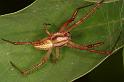 Neoscona_ZZ088_RF0546_Z_85_Daintree-Giru_Australie