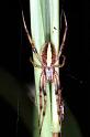 Neoscona_ZZ089_RF0290_Z_83_Giru_Australie