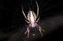 Neoscona_ZZ090_RF0282_Z_75_Giru_Australie