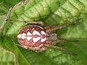 Neoscona_adianta_D3948_Z_85_-_Nederland
