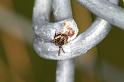 Nuctenea_ZZXYX_D4601_Z_75_Waterleidingduinen_Nederland