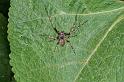 Nuctenea_umbratica_D3790_Z_87_Ooij_Nederland