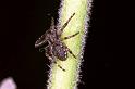 Nuctenea_umbratica_F0205_Z_90_Badhoevedorp_Nederland