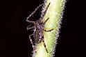 Nuctenea_umbratica_F0206_Z_87_Badhoevedorp_Nederland