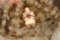 Ordgarius_magnificus_D7049_Z_89_Brisbane_Australie