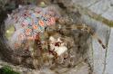 Ordgarius_magnificus_D7050_Z_89_Brisbane_Australie