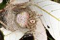 Ordgarius_magnificus_D7051_Z_91_Brisbane_Australie