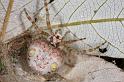 Ordgarius_magnificus_D7052_Z_89_Brisbane_Australie
