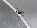 Paraplectanoides_crassipes_D6846_Z_87_Brisbane_Australie