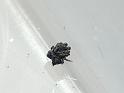 Paraplectanoides_crassipes_D6847_Z_87_Brisbane_Australie