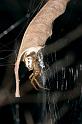 Phonognatha_graeffei_D2736_Z_85_-_Australie