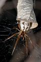 Phonognatha_graeffei_D2737_Z_86_-_Australie