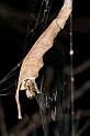 Phonognatha_graeffei_D2738_Z_80_-_Australie
